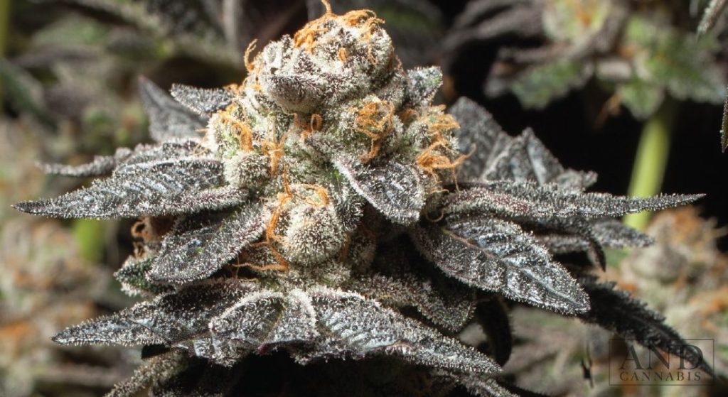 How to Grow Girl Scout Cookies Cannabis Strain for Maximum Yield 420